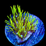 Blue Eye Green Star Polyps Coral