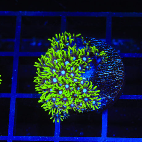 Blue Eye Star Polyps Coral