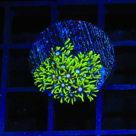 Blue Eye Star Polyps Coral