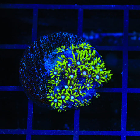 Blue Eye Star Polyps Coral