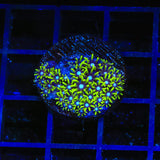 Blue Eye Star Polyps Coral