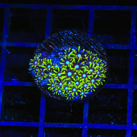 Blue Eye Star Polyps Coral
