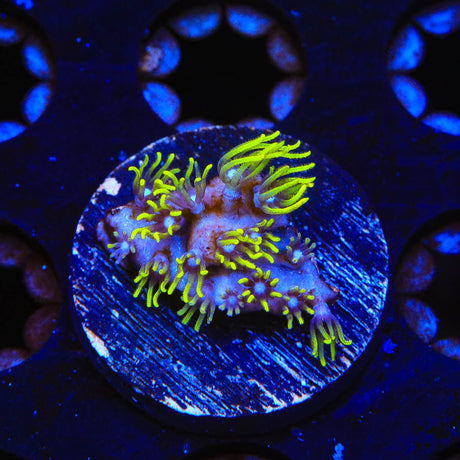 Blue Eye Star Polyps Coral
