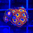 Blue Eyed Blondie Combo Zoanthids Coral