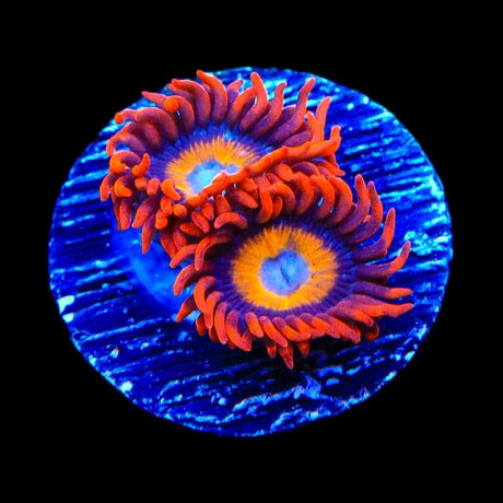 Blue Eyed Blondie Zoanthids Coral