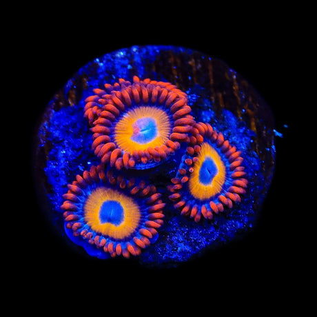 Blue Eyed Blondie Zoanthids Coral