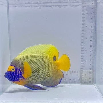 Blue Face Angelfish (Pomacanthus xanthometopon)