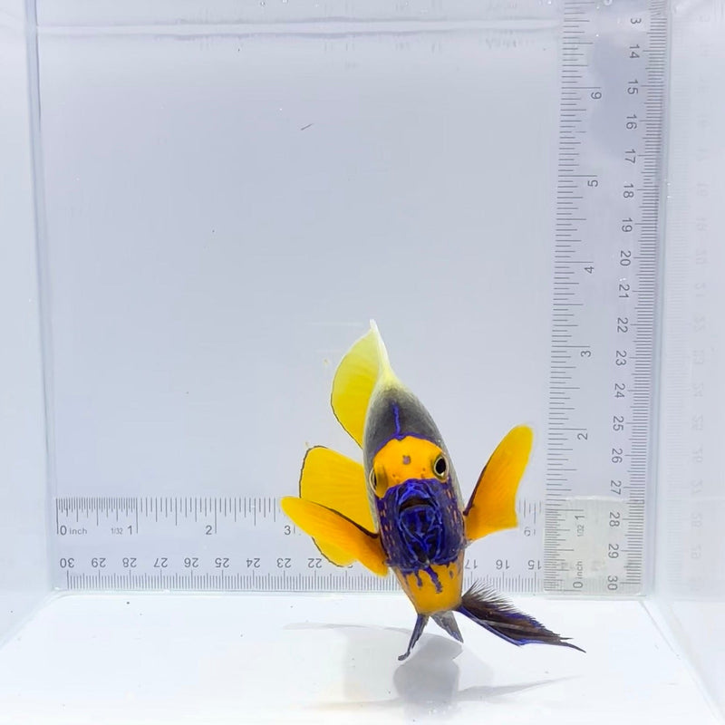Blue Face Angelfish (Pomacanthus xanthometopon)