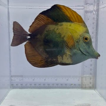Blue Face Koi Tang Fish