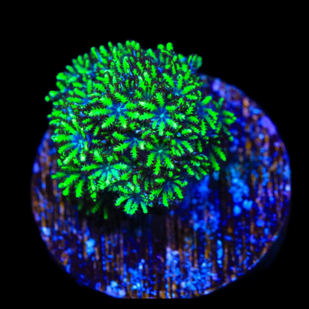 Blue Green Sympodium Coral