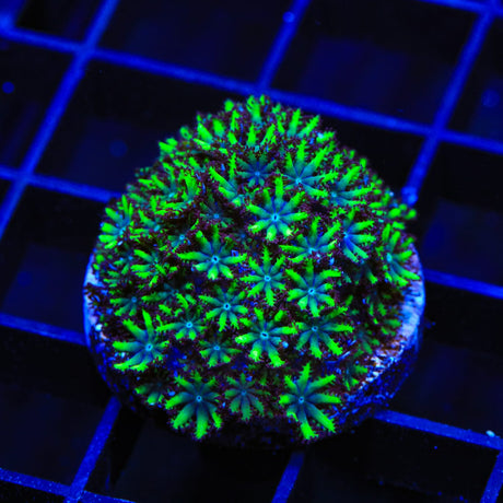 Blue Green Sympodium Coral