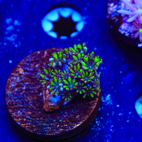 Blue Green Sympodium Coral