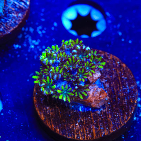Blue Green Sympodium Coral
