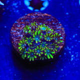 Blue Green Sympodium Coral