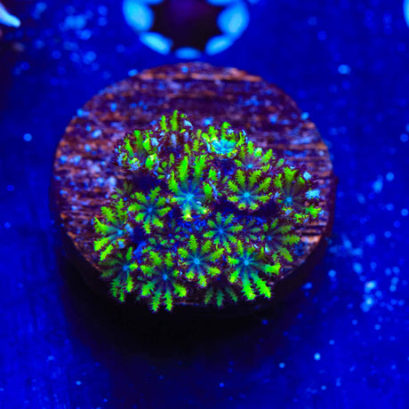 Blue Green Sympodium Coral