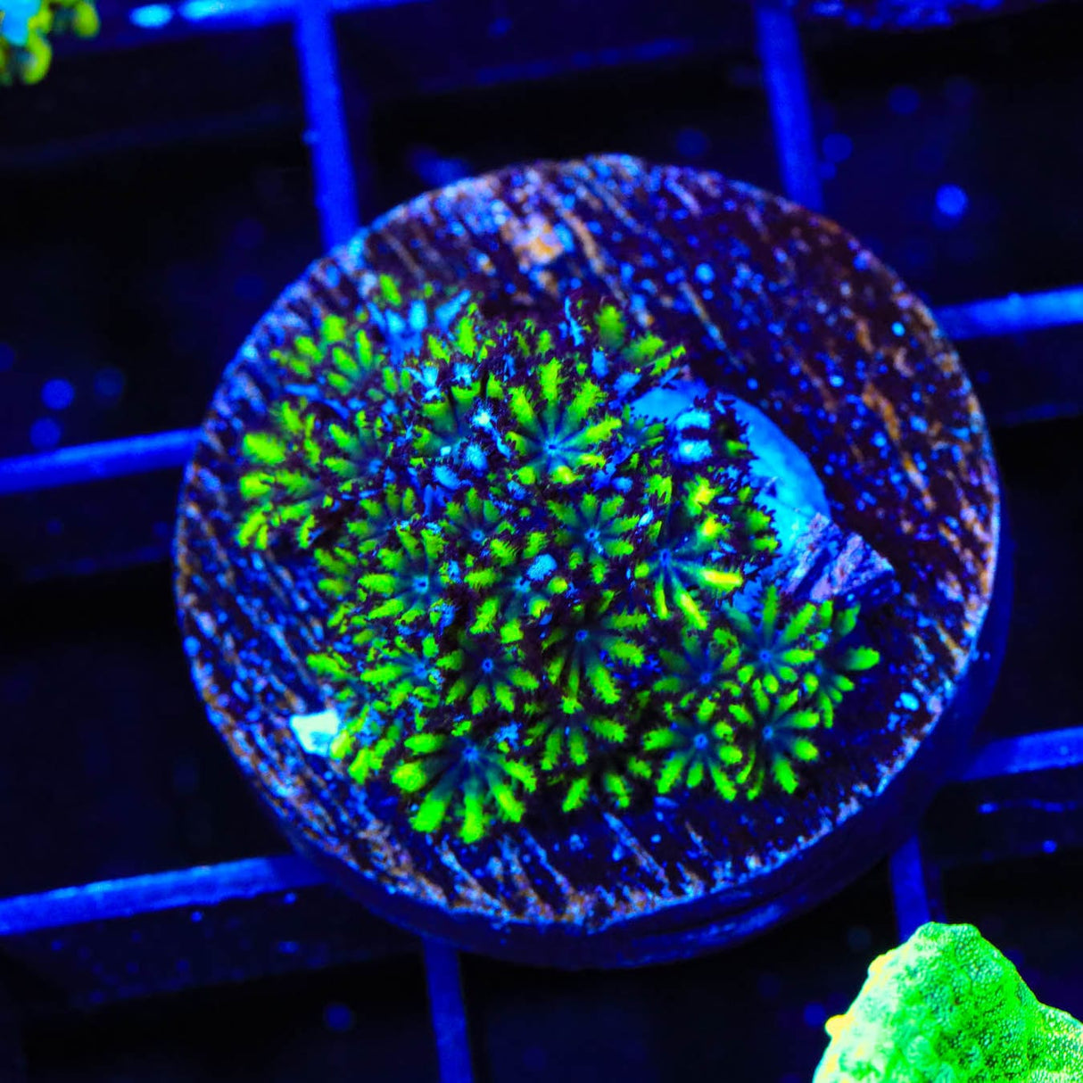 Blue Green Sympodium Coral