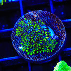Blue Green Sympodium Coral