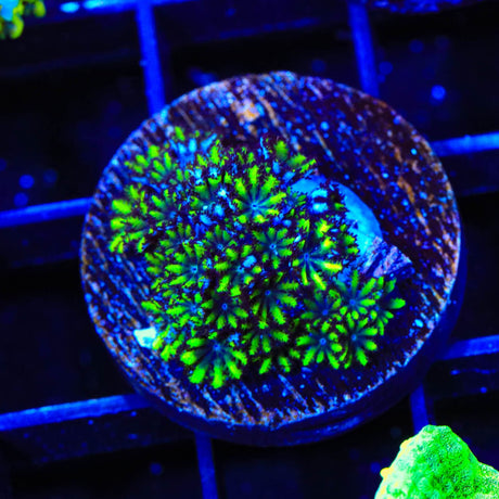 Blue Green Sympodium Coral