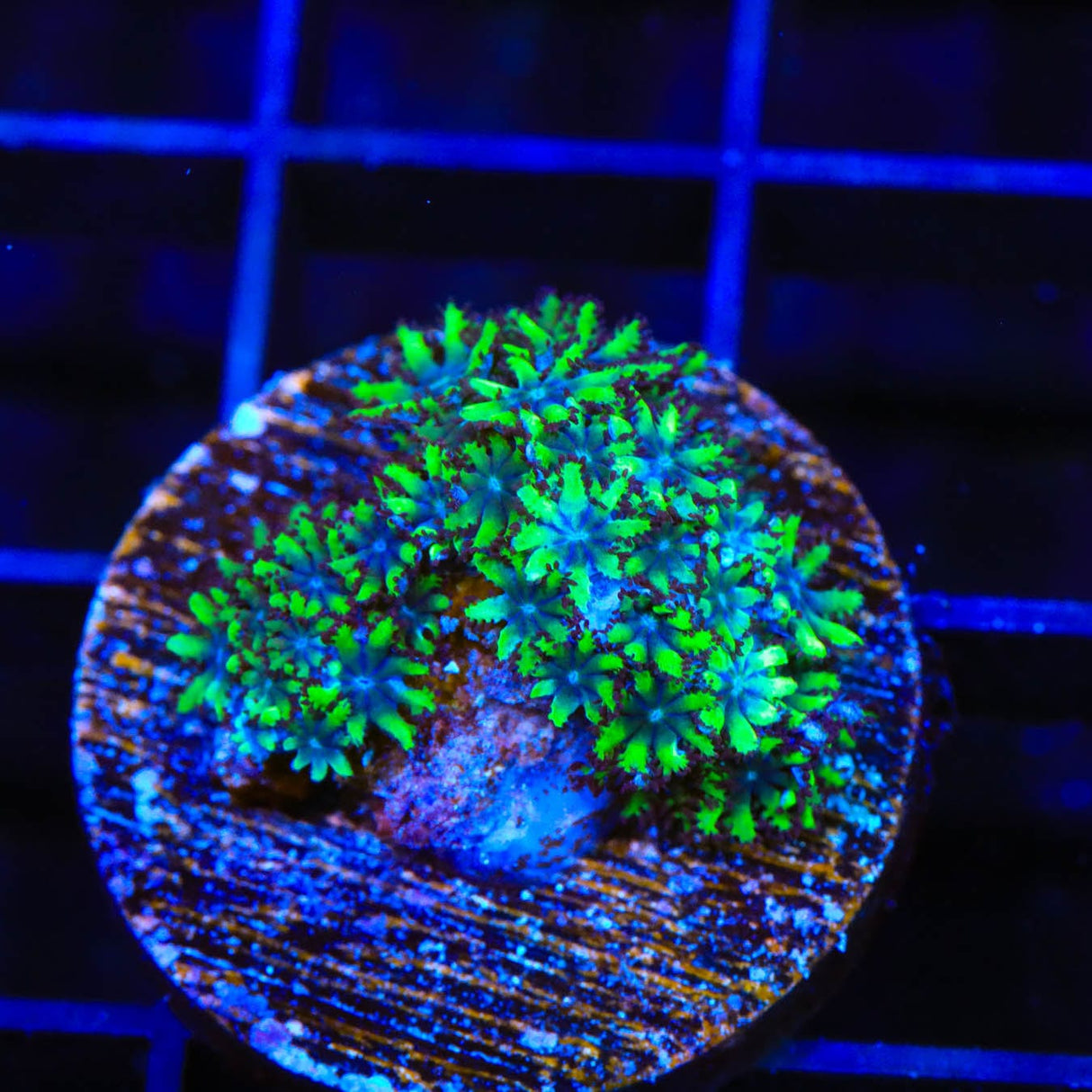 Blue Green Sympodium Coral
