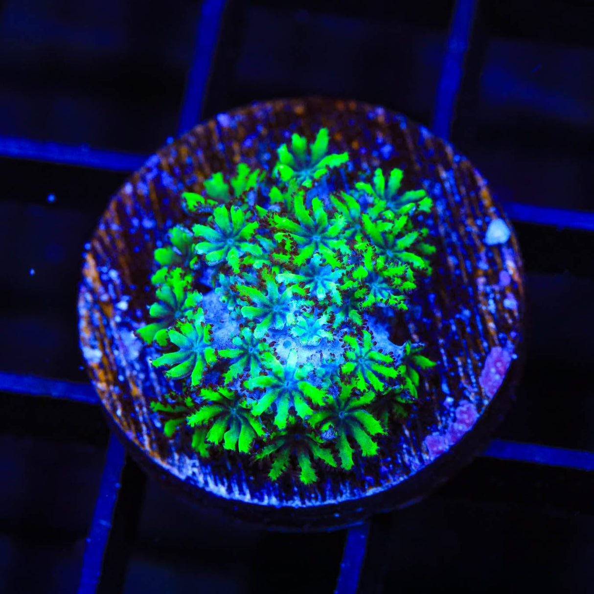 Blue Green Sympodium Coral