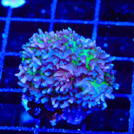 Blue Hairy Mushroom Coral