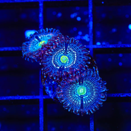 Blue Lagoon Zoanthids Coral