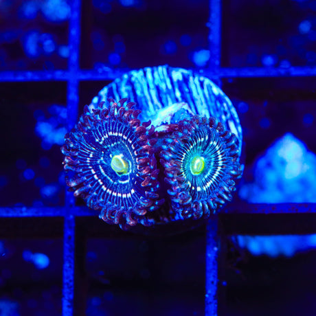 Blue Lagoon Zoanthids Coral