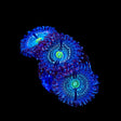 Blue Lagoon Zoanthids Coral