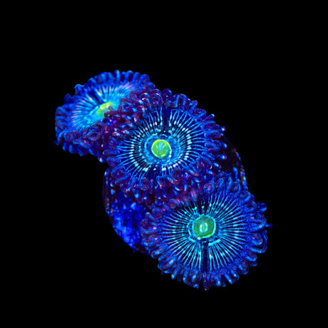 Blue Lagoon Zoanthids Coral