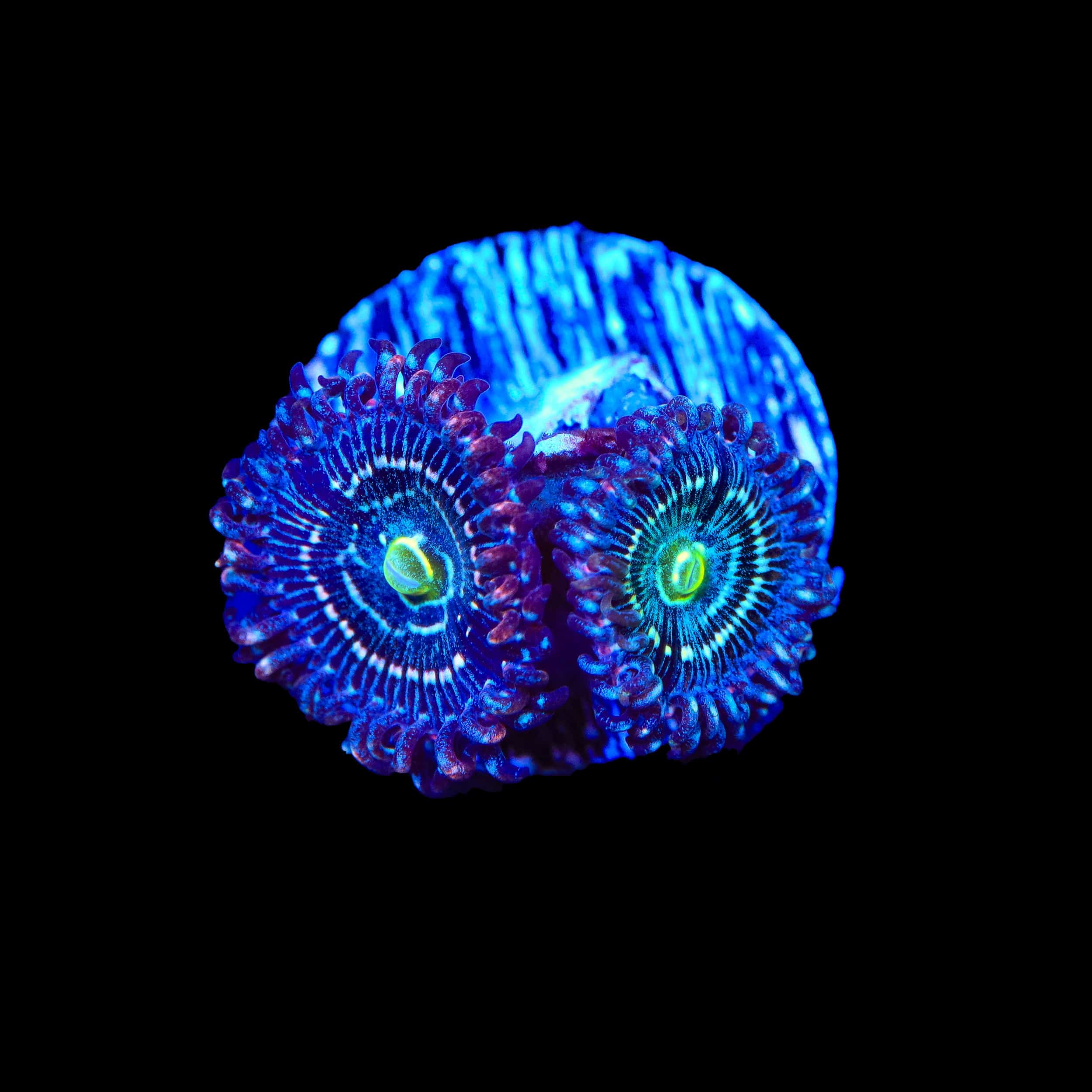 Blue Lagoon Zoanthids Coral – Top Shelf Aquatics