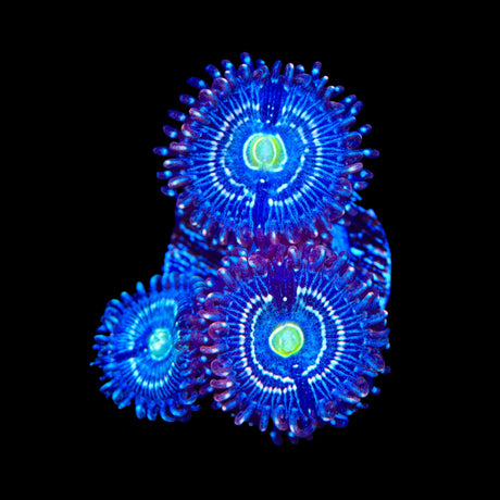 Blue Lagoon Zoanthids Coral