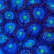 Blue Lagoon Zoanthids Coral