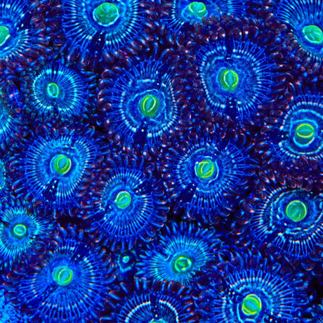 Blue Lagoon Zoanthids Coral