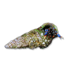 Blue Leg Hermit Crabs – Clibanarius tricolor