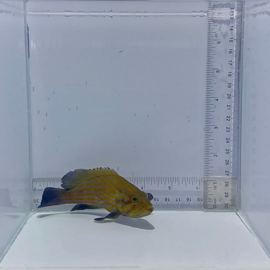 Blue Lined Grouper Fish