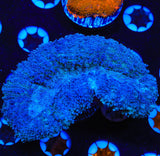Blue Lobophyllia Coral
