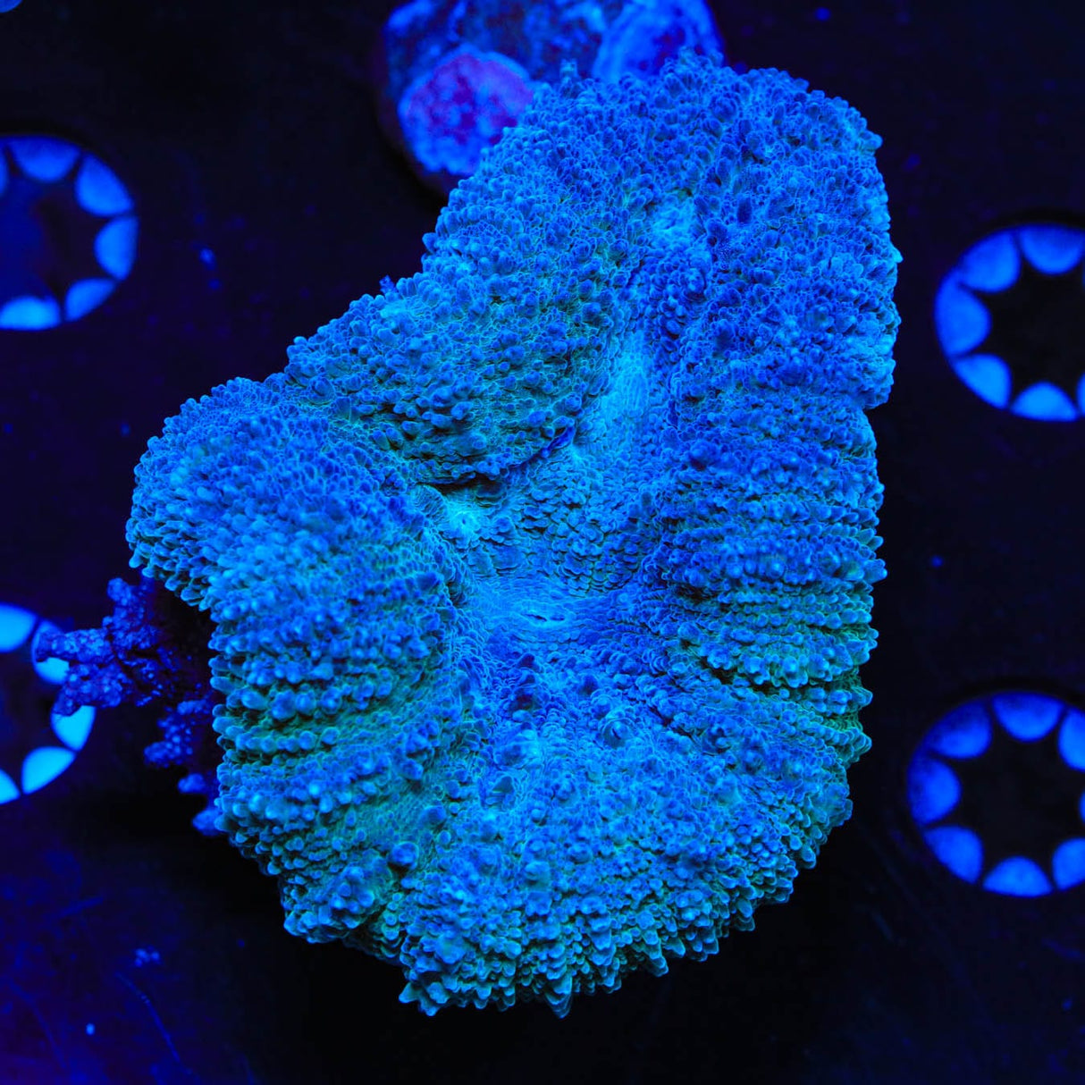 Blue Lobophyllia Coral