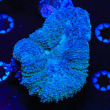 Blue Lobophyllia Coral