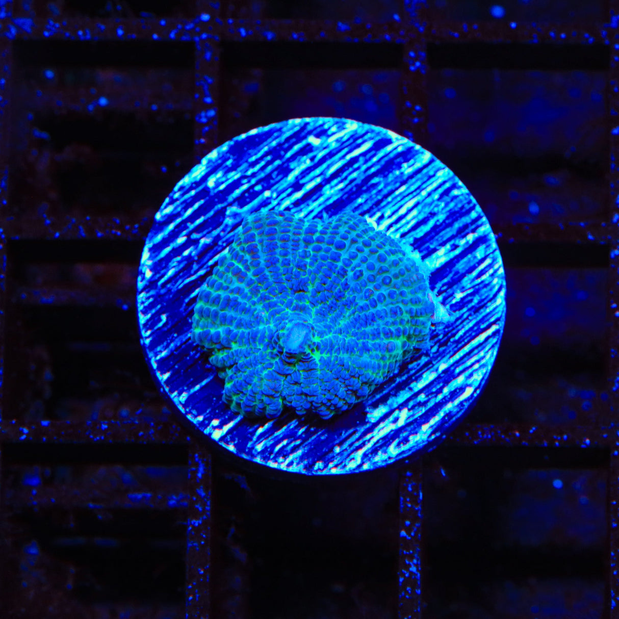 Blue Mushroom Coral