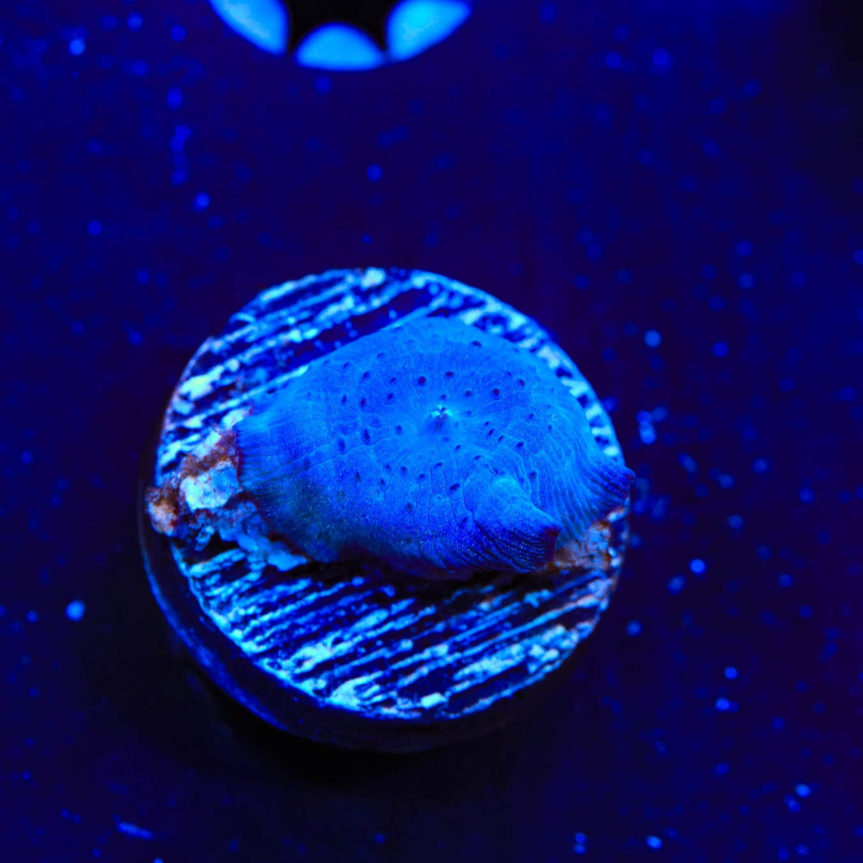 Blue Mushroom Coral