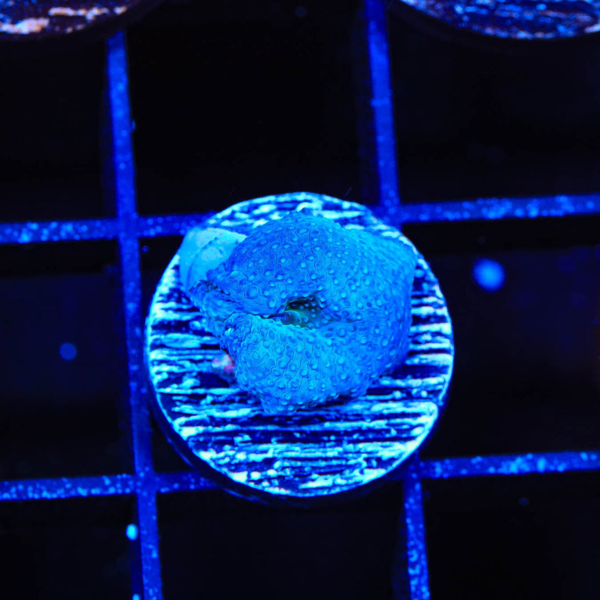 Blue Mushroom Coral