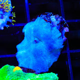 Blue Mushroom Coral