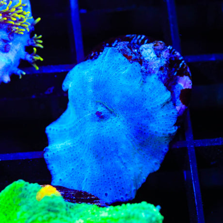 Blue Mushroom Coral