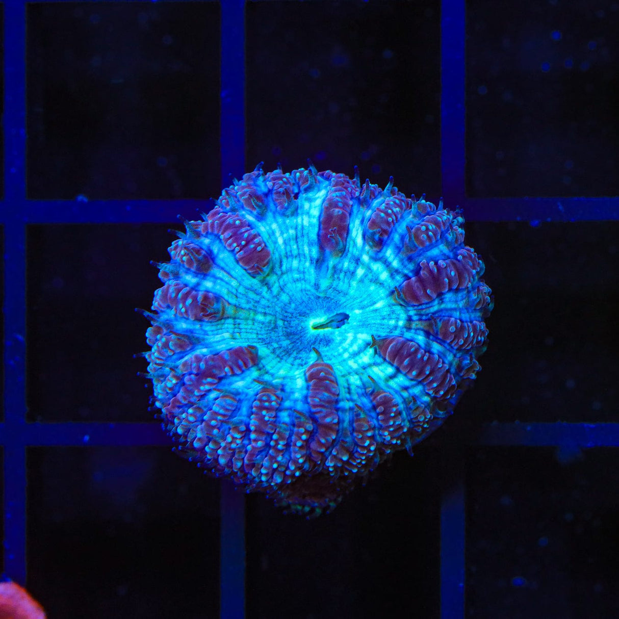 Blue Raspberry Blastomussa Coral