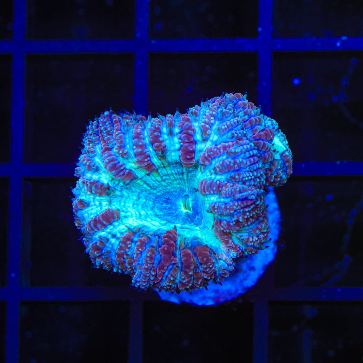 Blue Raspberry Blastomussa Coral