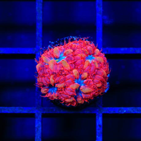 Blue Raven Blastomussa Coral