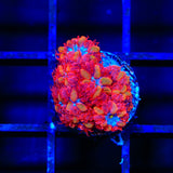 Blue Raven Blastomussa Coral