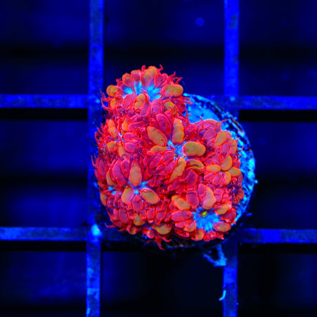 Blue Raven Blastomussa Coral