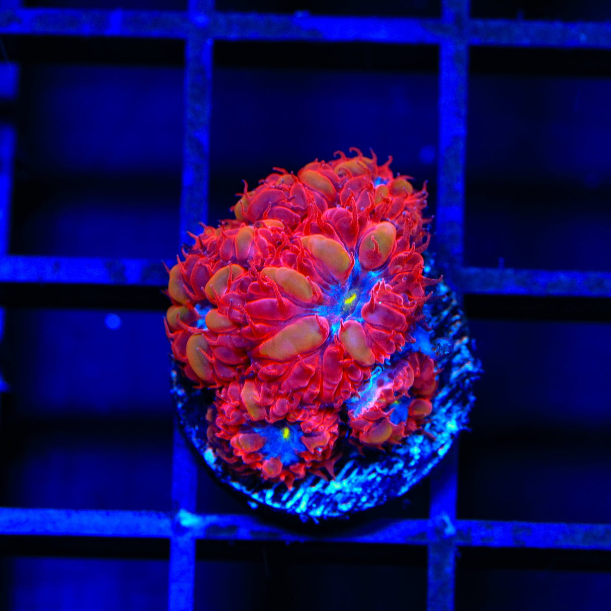 Blue Raven Blastomussa Coral