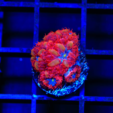 Blue Raven Blastomussa Coral